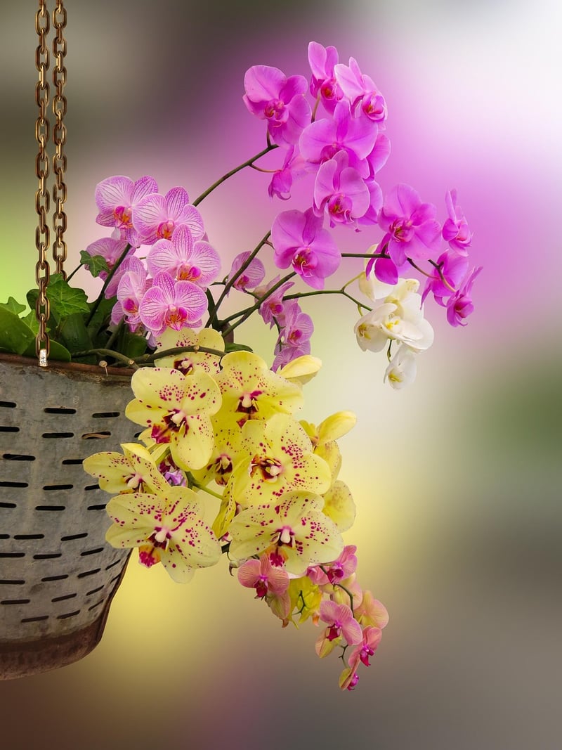 Hanging Basket Garden